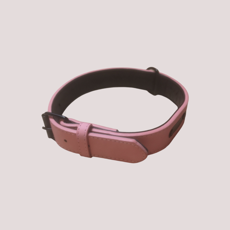 Collier pour chien à boucle, cinq points de réglage, Rose