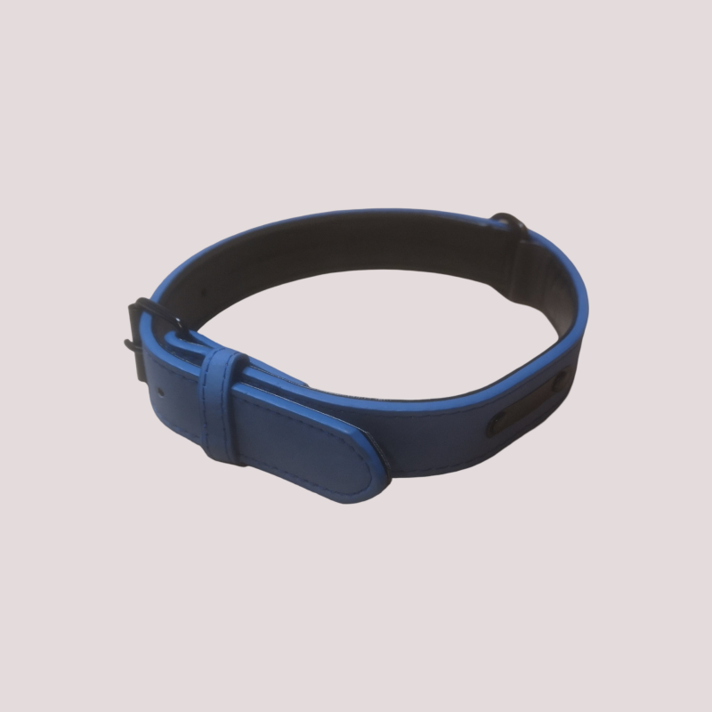 Collier pour chien à boucle, cinq points de réglage, Bleu