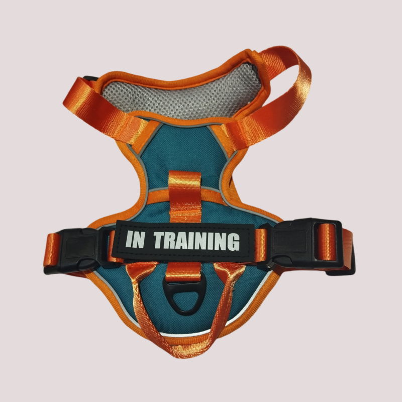 Harnais pour chien réglable et respirant, Bleu canard dominant et orange
