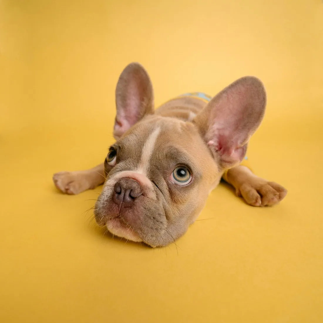 Wonders Pets, c'est l'achat plaisir qui reste utile.